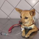 Botucatu: Cachorra em tratamento foge do Hospital Veterinário da Unesp. HV pede ajuda para localizá-la