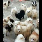 Botucatu: Exames apontam que a maioria dos cães resgatados está com problemas de saúde. Foram confirmadas outras fêmeas gestantes