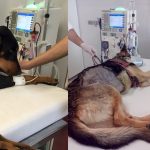 Botucatu: Projetos de pesquisa permitem redução dos custos de Hemodiálise na Veterinária da Unesp