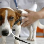 Botucatu: Através de microchips, Canil identifica tutores que abandonaram cães na Cidade