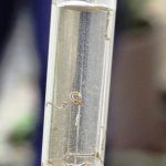 Botucatu: Com 246 casos de dengue e número elevado de criadouros, Botucatu está em situação de alerta