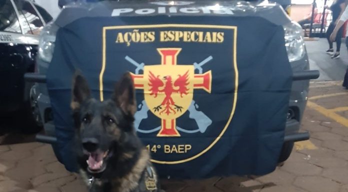 Botucatu: PM prende traficante no Jardim Ciranda e Cão Nox localiza mais de 500 porções de crack que estavam enterradas