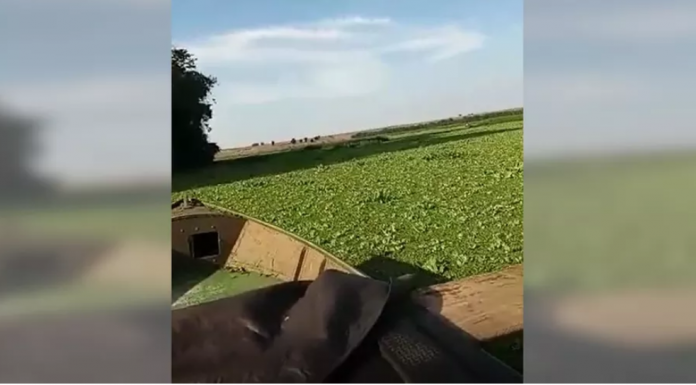 Plantas aquáticas transformam Rio Tietê em ‘tapete verde’ e causam prejuízos a pescadores de Anhembi