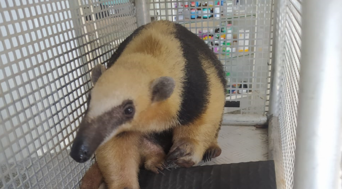 Botucatu: GCM resgata tamanduá prenha em Rubião Jr. e solta na natureza