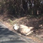 Botucatu: Cavalo solto na Rodovia causa grave acidente. Motorista e passageiro ficaram feridos. O animal morreu