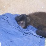 Veterinária da Unesp de Botucatu investiga casos de macacos encontrados mortos. Animais podem ser vítimas de envenenamento por causa da “Varíola dos Macacos”