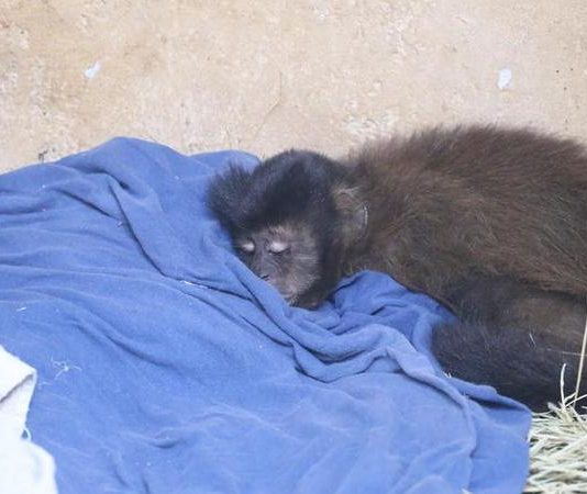 Veterinária da Unesp de Botucatu investiga casos de macacos encontrados mortos. Animais podem ser vítimas de envenenamento por causa da “Varíola dos Macacos”