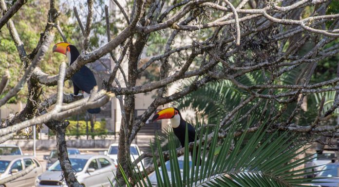 Botucatu: Turismo lança edital para projetos para Festival de Aves