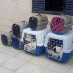 Botucatu: Pela segunda vez, mulher é presa pelo crime de maus-tratos a animais