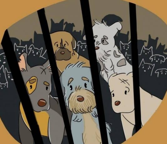 Botucatu: Material didático produzido pela Veterinária da Unesp alerta sobre zoonoses e acumuladores; Confira