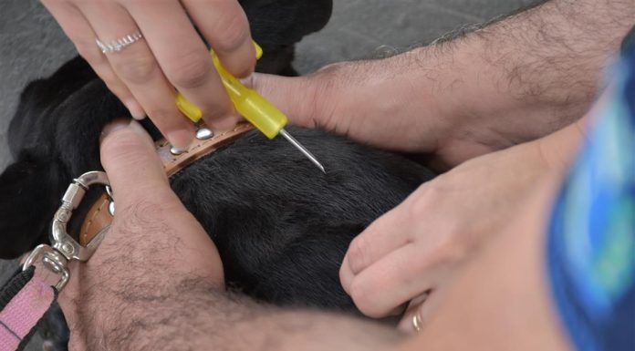 Botucatu: Unesp e Prefeitura farão ação sobre causa animal de Rubião Júnior