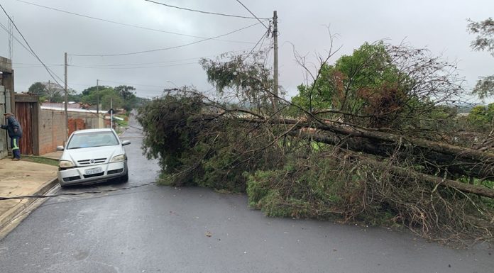 Botucatu: Cerca de 30 árvores caíram durante tempestade desta quarta (12); bairros ficam sem energia após quedas de postes