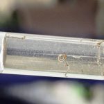 Botucatu: 1% das residências botucatuenses tem criadouros dos Aedes aegypti