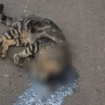 Botucatu: Gatos são envenenados no Jardim Palos Verde
