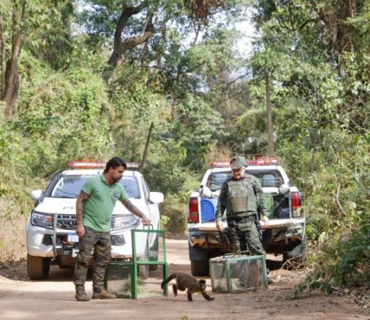 Laudo da Unesp de Botucatu diz que macacos mortos m Rio Preto não foram envenenados