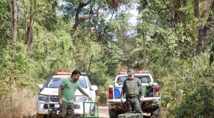 Laudo da Unesp de Botucatu diz que macacos mortos m Rio Preto não foram envenenados