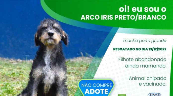 Botucatu: Canil Municipal divulga animais que estão disponíveis para adoção