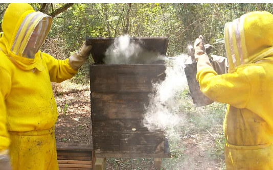 Parceria com usina de cana-de-açúcar beneficia apicultores na região