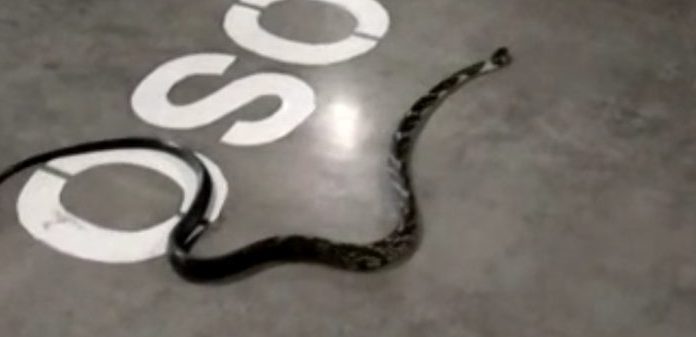 Botucatu: Cobra cai de caminhonete e acaba resgatada em estacionamento de supermercado