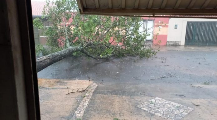 Botucatu: Chuva dos últimos dias derrubou árvores em diversos pontos na Cidade