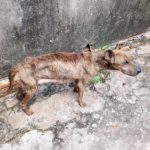 Botucatu: Polícia e Vigilância resgatam cadela debilitada e seis filhotes. Homem é preso por maus-tratos