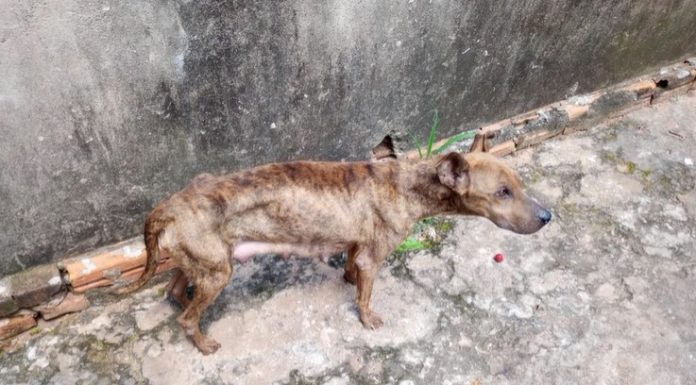 Botucatu: Polícia e Vigilância resgatam cadela debilitada e seis filhotes. Homem é preso por maus-tratos