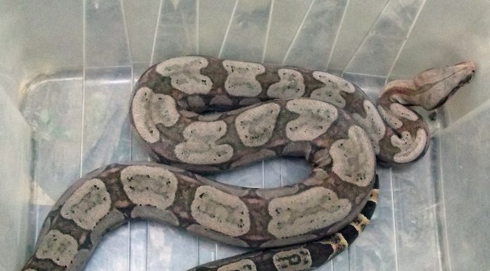 Botucatu: 124 serpentes foram resgatadas no ano passado. Uma média de 1 a cada 3 dias