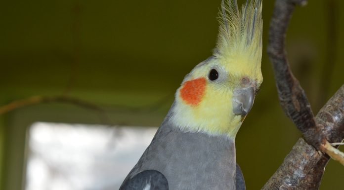 Rações importadas são opções para donos de aves domésticas