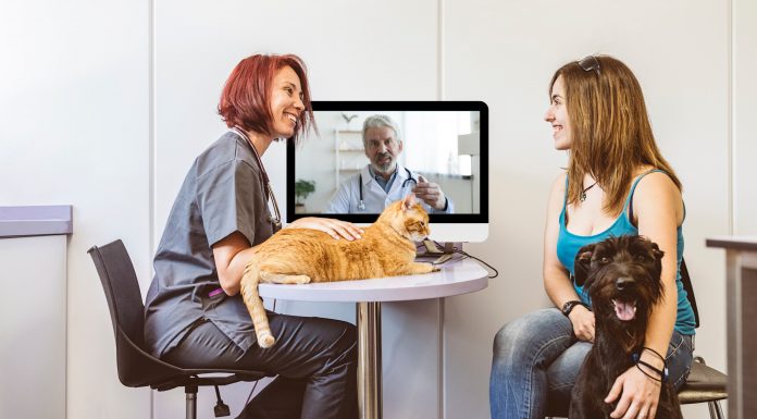 Telemedicina impulsiona a expansão digital da saúde animal Telemedicina impulsiona a expansão digital da saúde animal