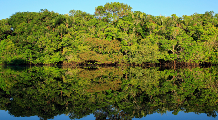Startup utiliza ingredientes amazônicos para investir em alimentos regenerativos Startup utiliza ingredientes amazônicos para investir em alimentos regenerativos