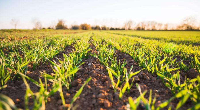 Produção orgânica quadruplica em todo Brasil