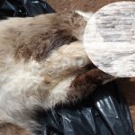Botucatu: Polícia identifica homem que envenenou gatos da vizinha. Um animal morreu