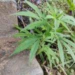Botucatu: Homem encontra pé de maconha plantado na Praça Paratodos. GCM fez a remoção