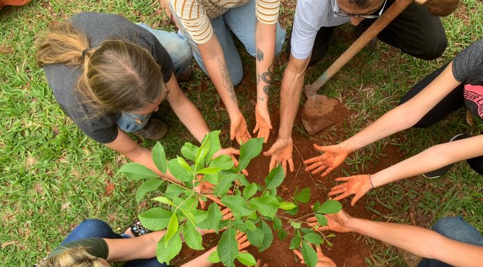 Empresas e ONGs: juntas pelo meio ambiente