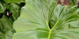 Fim de semana em São Paulo terá workshop gratuito sobre cultivo de plantas