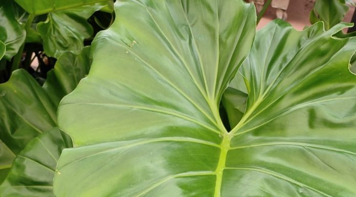 Fim de semana em São Paulo terá workshop gratuito sobre cultivo de plantas