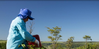 Como se dá a neutralização de carbono por plantio de árvores Como se dá a neutralização de carbono por plantio de árvores