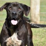 Botucatu: Prefeitura fará mutirão de castração gratuita para cães