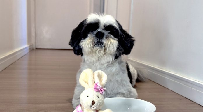 Cuidados com a alimentação dos pets durante a Páscoa