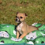 Botucatu: Vigilância e Canil realizarão feirinha de adoção de cães e gatos no próximo domingo