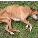 Botucatu: Cadela ‘extremamente desnutrida’ é resgatada após denúncias de maus-tratos
