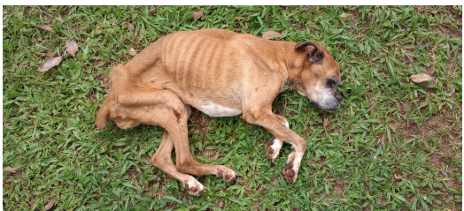 cadwela-maus-tratos-botucatu-100323