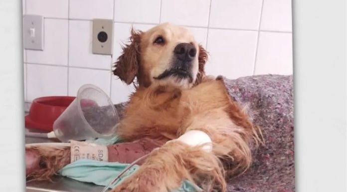 Botucatu: Cão debilitado é salvo pela PM após ser abandonado com outros animais em casa; tutora foi indiciada pelo crime de maus-tratos