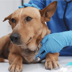 Botucatu: Prefeitura fará mutirão de castração gratuita para cães em Rubião Junior