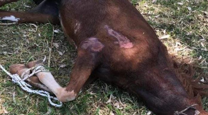 São Manuel: Cavalo vítima de maus-tratos é resgatado de terreno baldio