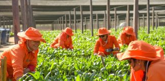 O trabalho de agricultoras da Amazônia gera insumos sustentáveis para o país O trabalho de agricultoras da Amazônia gera insumos sustentáveis para o país