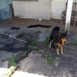Botucatu: Mulher é presa por maus-tratos a animais