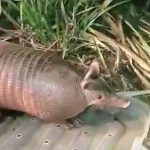 Botucatu: Tatu é resgatado na Vila dos Lavradores
