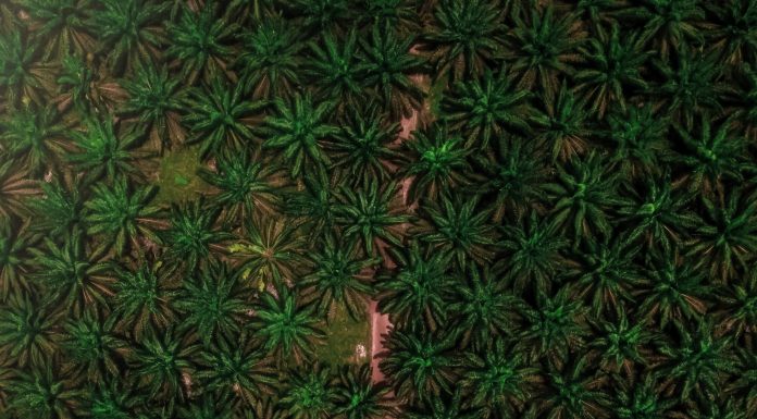 Cultivo de dendê recupera áreas degradadas na Amazônia