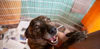 Transição alimentar ajuda na adoção de um novo pet